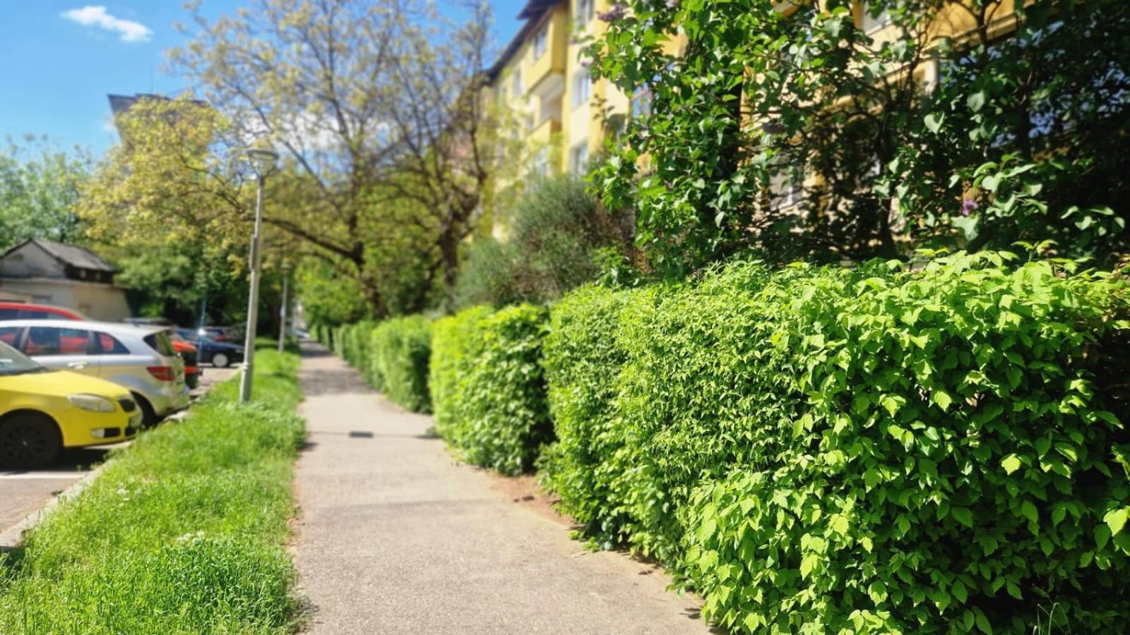 University Apartment Baia Mare Zewnętrze zdjęcie